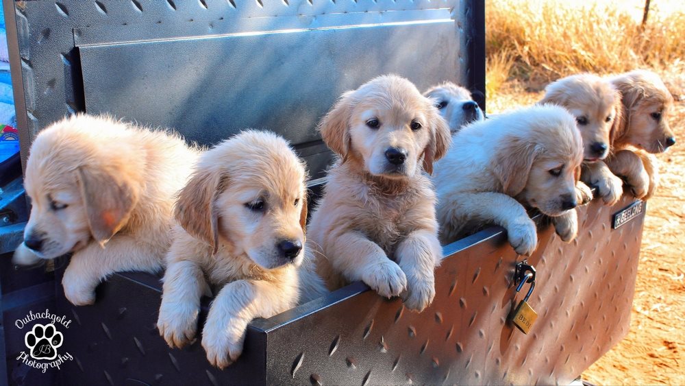 PUPS