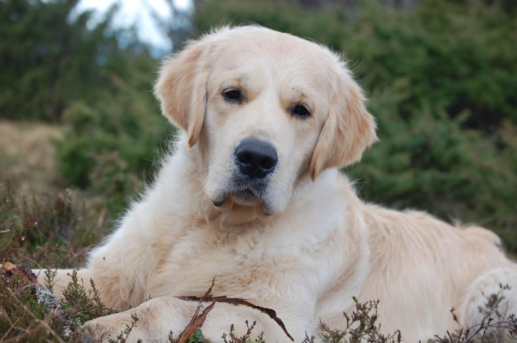giltedge golden retrievers outbackgold golden retrievers katherine northern territory australia giltedge golden retrievers outbackgold golden retrievers katherine northern territory australia