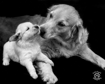 golden retriever breeders perth registered golden retriever breeders perth dogs our friends photo golden retriever breeders perth registered golden retriever breeders perth dogs our friends photo